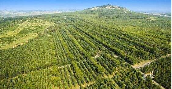 山西?。涸谀瓿醢才诺?018年450萬畝造林任務基礎上，增加了60萬畝省級人工造林任務