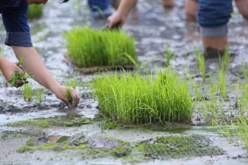 2023年水稻種植成本與利潤大概是多少
